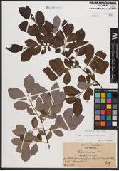 Foto von Salix caprea L. x Salix cinerea L.